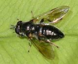 Syrphidae - Syrphinae - Pipizini - Pipiza sp.
