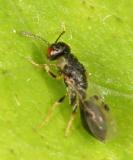 Eurytomidae wasp