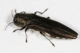 Metallic Wood-boring Beetle - Buprestidae - Agrilus sp.