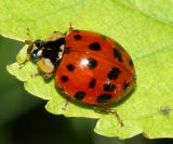Multicolored Asian Lady Beetle - Harmonia axyridis