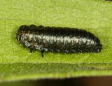 Chrysomelidae larva