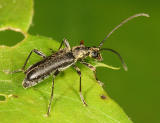 Flower Longhorn Beetle - Strangalepta pubera