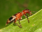 Checkered Beetle - Cleridae - Enoclerus rosmarus