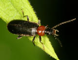 Fire-Colored Beetle - Pyrochroidae - Pedilus lugubris