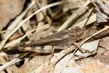 Northern Green-striped Grasshopper - Chortophaga viridifasciata