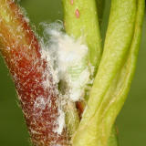 Wooly Aphid - Aphididae