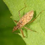  Damsel Bug - Nabidae - Nabis sp.