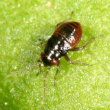 Seed Bug nymph - Lygaeidae