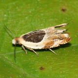 3367 -- Burgess Ancylis Moth -- Ancylis burgessiana