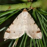 6342 -- Red-headed Inchworm Moth -- Macaria bisignata
