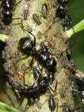 Camponotus pennsylvanicus, tending Aphids - Aphididae