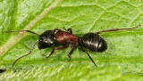 Carpenter Ant  - Camponotus noveboracensis