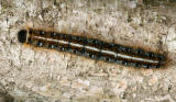 Eastern Tent Caterpillar - Malacosoma americanum