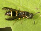 Mason Wasp - Eumeninae