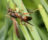 Northern Paper Wasp - Polistes fuscatus
