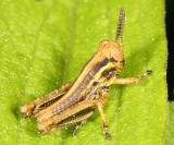 Red-legged Grasshopper - Melanoplus femurrubrum (first instar)