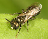 Small Carpenter Bee - Ceratina calcarata