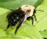  Bumble Bee - Bombus
