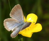 Silvery Blue - Glaucopsyche lygdamus female