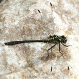 Northern Pygmy Clubtail - Lanthus parvulus