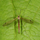 Tipula oropezoides