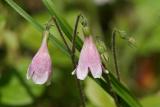 Twinflower - Linnaea borealis