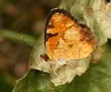 Northern Crescent - Phyciodes cocyta