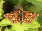 Arctic Skipper - Carterocephalus palaemon