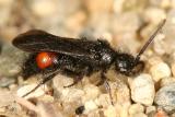 Dasymutilla ursus or D. nigripes (male)