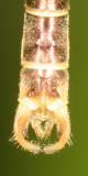 Slender Spreadwing - Lestes rectangularis (male)