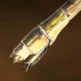Elegant Spreadwing - Lestes inaequalis (female)