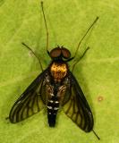 Golden-backed Snipe Fly - Chrysopilus thoracicus (male)