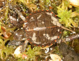 baby Painted Turtle - Chrysemys picta