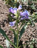 Royal Penstemon - Penstemon speciosus