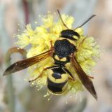 Euodynerus castigatus