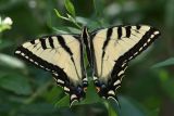 Pale Tiger Swallowtail - Papilio eurymedon