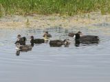 American Coots - Fulica americana