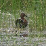 Cinnamon Teal - Anas cyanoptera