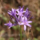 Wild Hyacinth - Dichelostemma multiflorum