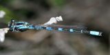  Alkali Bluet - Enallagma clausum (male)