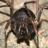 Protolophus niger