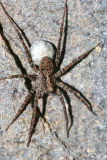 Pardosa sp. with egg sack