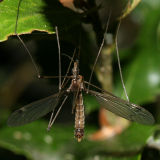 Tipula sp.