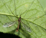Tipula sp.