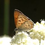 male Gorgon Copper - Lycaena gorgon