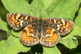 Field Crescent - Phyciodes campestris