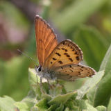 male Mariposa Copper - Lycaena mariposa
