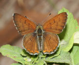 male Mariposa Copper - Lycaena mariposa