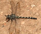 Black Petaltail - Tanypteryx hageni