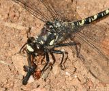 Black Petaltail - Tanypteryx hageni